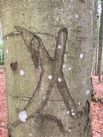X